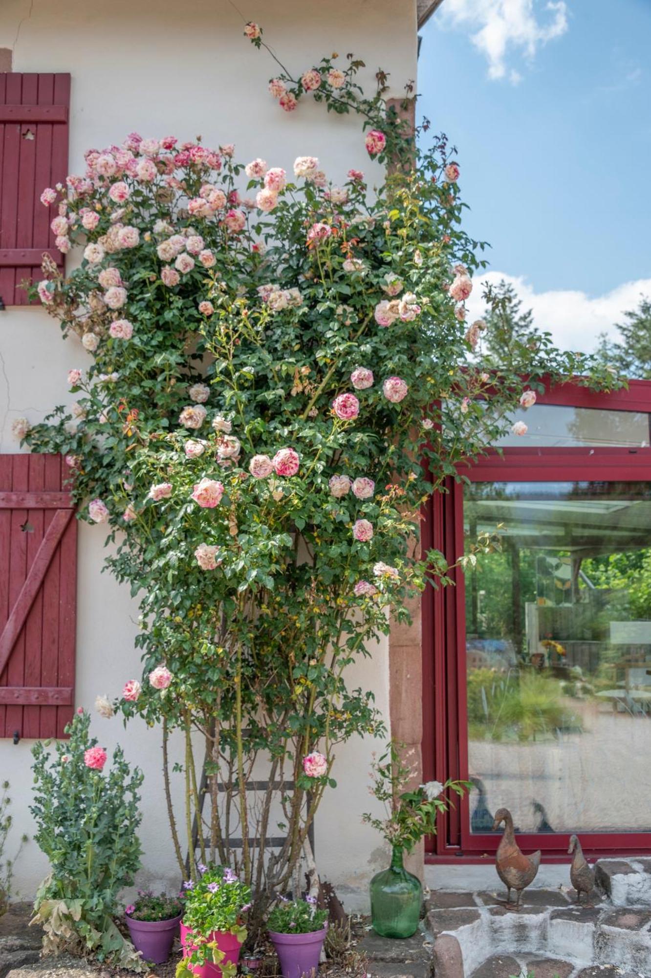 Roulotte Le Temps De Rever Bed & Breakfast Saint-Michel-sur-Meurthe Bagian luar foto